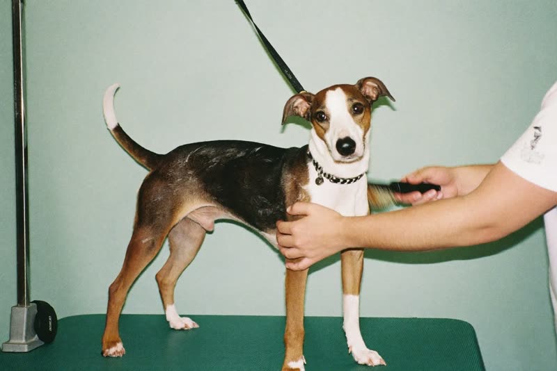 A dog on a grooming table being brushed