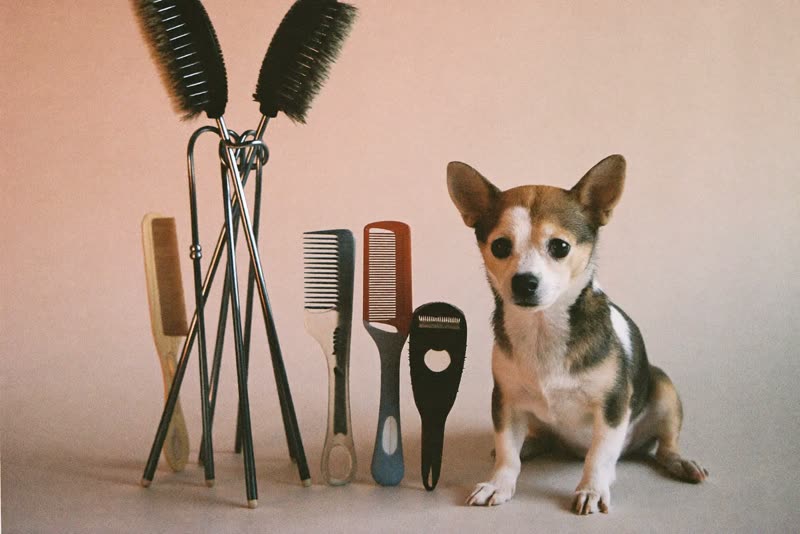 Grooming brushes and clippers laid out beside a waiting dog