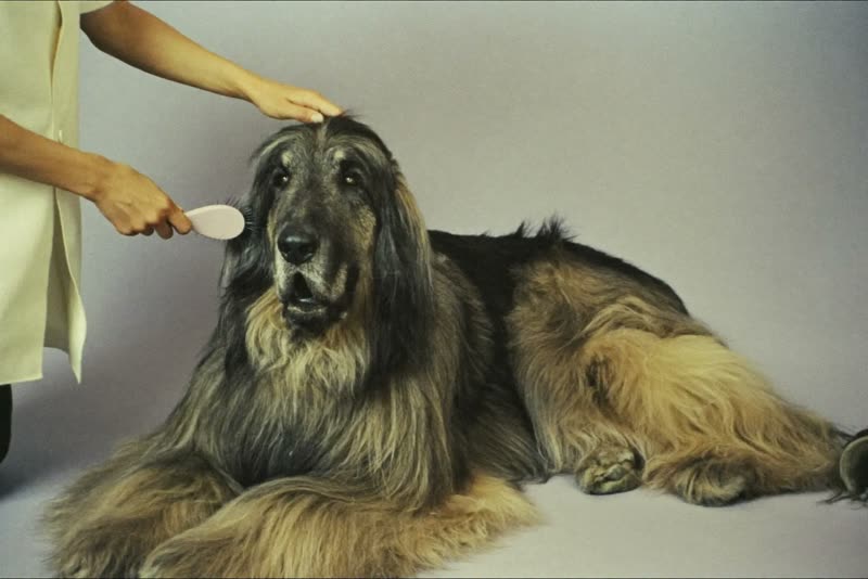 A long-coated dog resting, freshly brushed