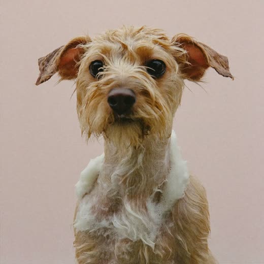 A small terrier mid-bath, coat wet and lathered