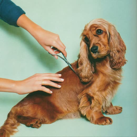 A spaniel having its coat scissored by hand