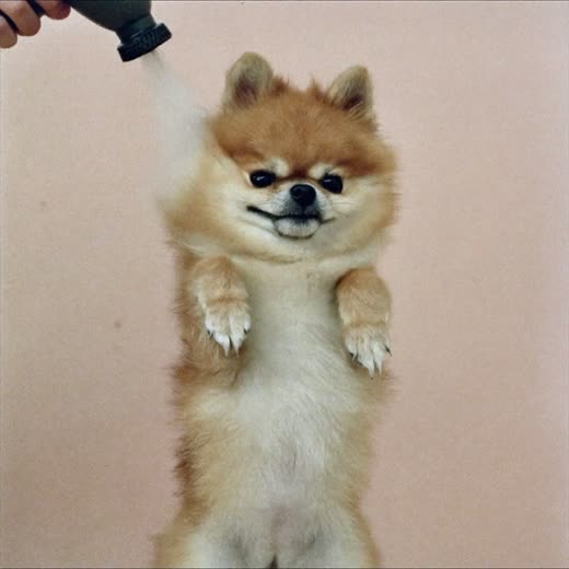 A small fluffy dog having its coat dried, fur lifting
